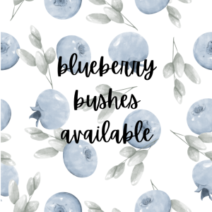 Blueberry Bushes