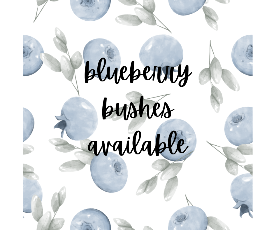 Blueberry Bushes
